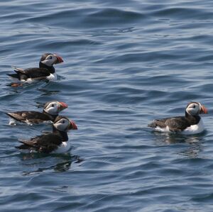 Atlantic Puffin