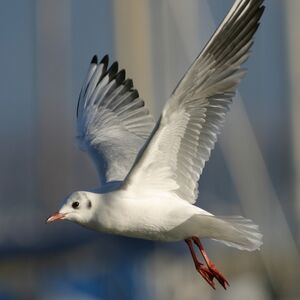 Mouette rieuse 
&copy; Christian B�chir