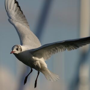 Mouette rieuse 
&copy; Christian B�chir