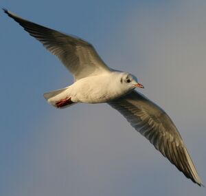 Mouette rieuse