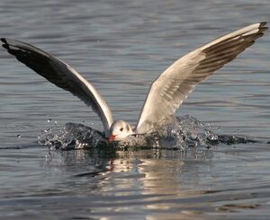Mouette rieuse