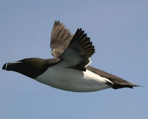 Pingouin torda 
&copy; Christian B�chir
