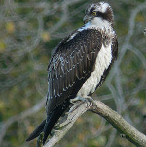 Balbuzard pêcheur