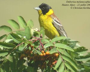 Black-headed Bunting