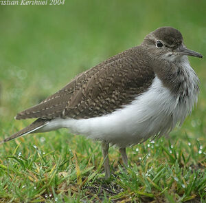 Common Sandpiper 
&copy; Christian Kerihuel