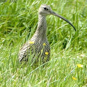 Eurasian Curlew