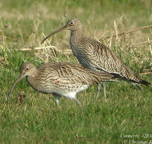 Eurasian Curlew 
&copy; Christian Kerihuel