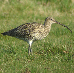 Eurasian Curlew 
&copy; Christian Kerihuel