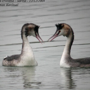 Great Crested Grebe
