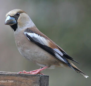 Hawfinch