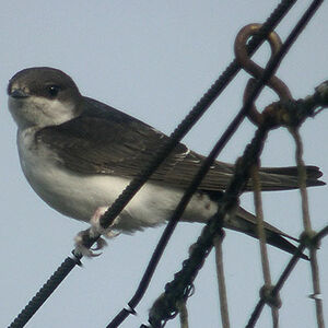 Common House Martin