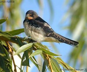 Barn Swallow