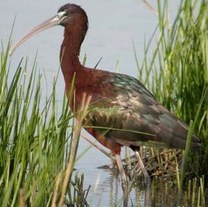 Ibis falcinelle