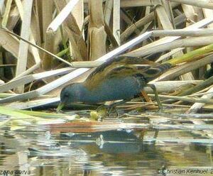 Little Crake