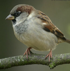 Moineau domestique