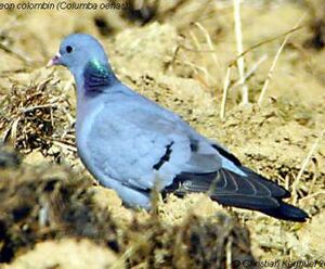 Pigeon colombin