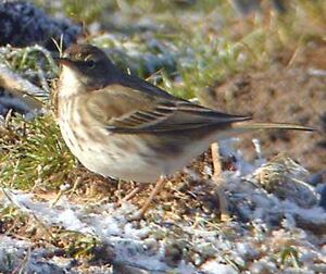 Pipit spioncelle