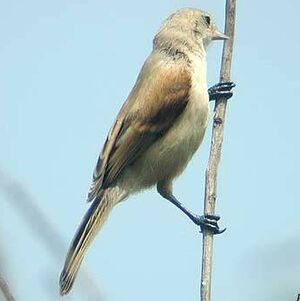 Rémiz penduline