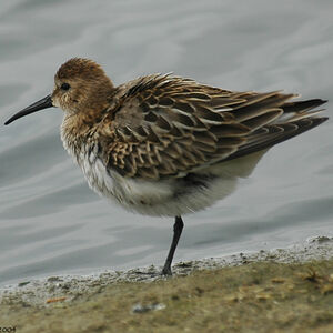 Dunlin 
&copy; Christian Laverdet
