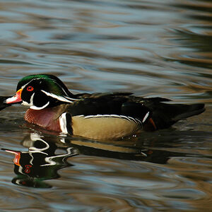 Canard carolin