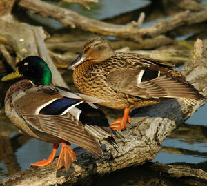 Canard colvert 
&copy; Christian Laverdet