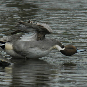 Canard pilet 
&copy; Christian Laverdet