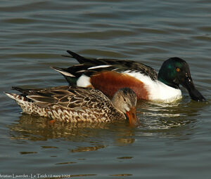 Canard souchet
