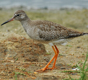 Common Redshank