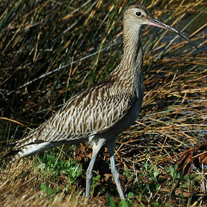 Eurasian Curlew 
&copy; Christian Laverdet