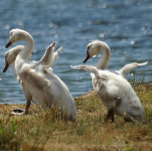 Mute Swan