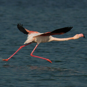 Flamant rose