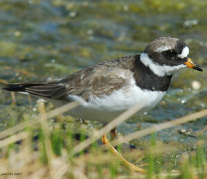 Common Ringed Plover 
&copy; Christian Laverdet
