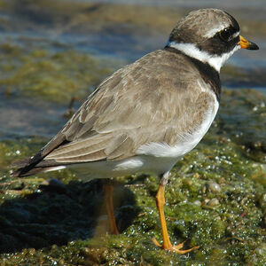Common Ringed Plover 
&copy; Christian Laverdet