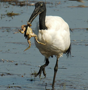 Ibis sacr� 
&copy; Christian Laverdet