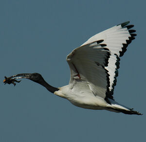 Ibis sacr� 
&copy; Christian Laverdet
