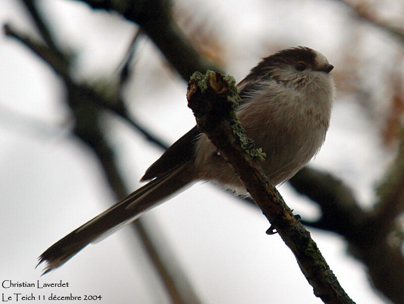 Mésange à longue queue - Aegithalos caudatus