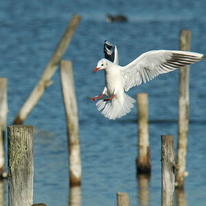 Mouette rieuse