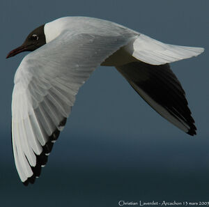 Mouette rieuse
