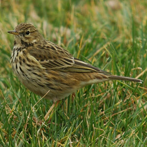 Meadow Pipit 
&copy; Christian Laverdet