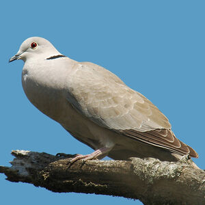 Eurasian Collared Dove 
&copy; Christian Laverdet