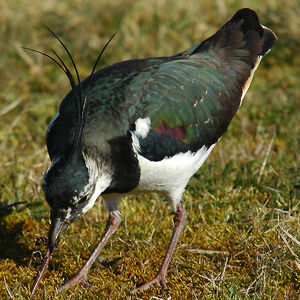 Northern Lapwing