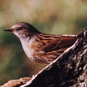 Dunnock 
&copy; Christian Maliverney