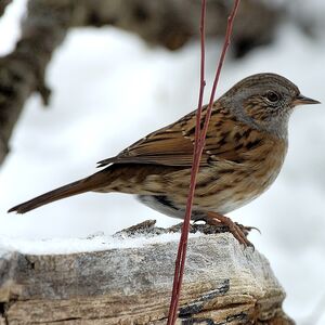 Dunnock 
&copy; Christian Maliverney