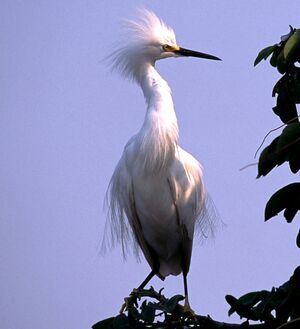 Aigrette neigeuse