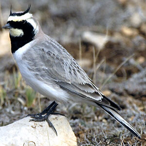 Horned Lark