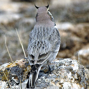 Horned Lark