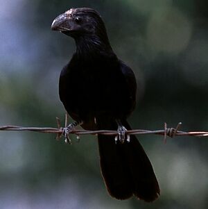 Groove-billed Ani
