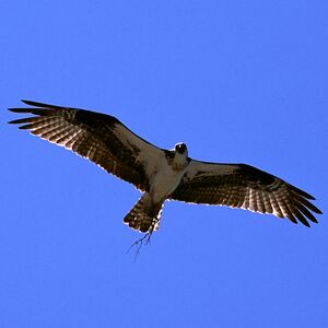 Balbuzard p�cheur