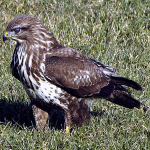 Buse variable