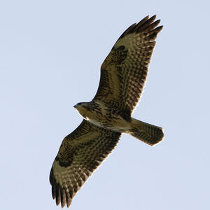 Buse variable